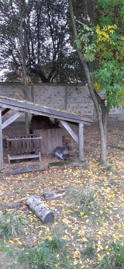Hotel Kenguru Panzió Hódmezővásárhely Exterior foto